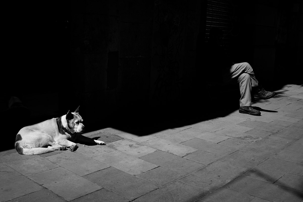 ©Valérie Jardin - BCN Dogs-2.jpg