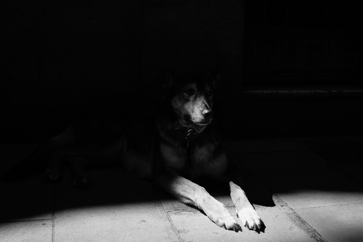 ©Valérie Jardin - BCN Dogs-3.jpg