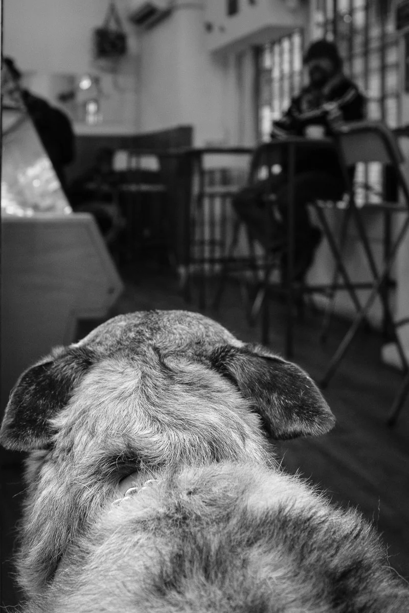 ©Valérie Jardin - BCN Dogs-5.jpg