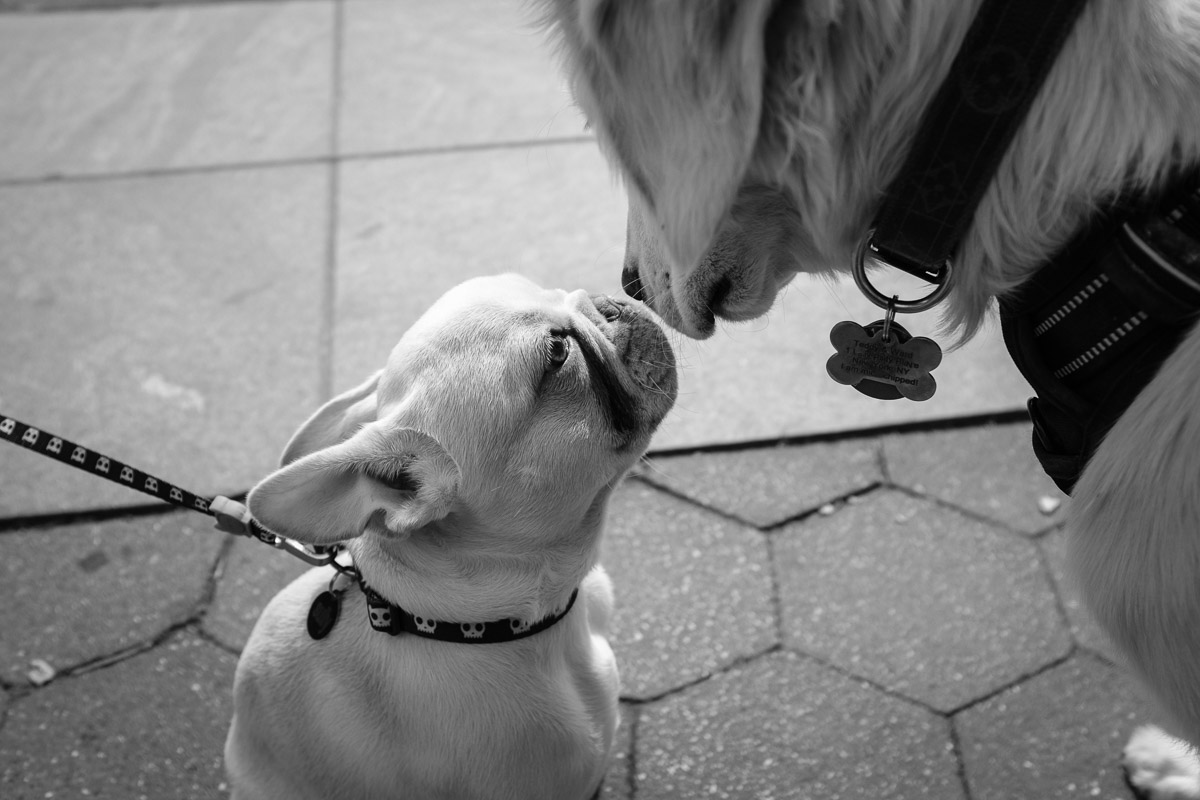 ©Valérie Jardin - NYC Dogs-5.jpg
