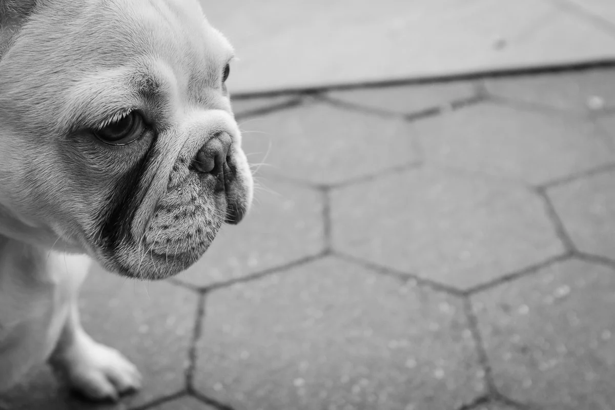 ©Valérie Jardin - NYC Dogs-6.jpg