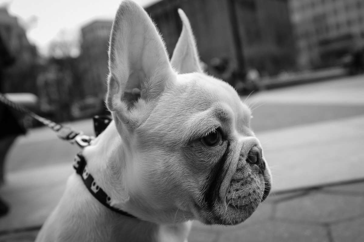 ©Valérie Jardin - NYC Dogs-7.jpg