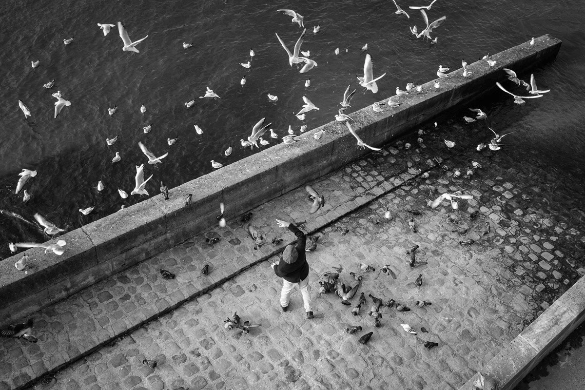 Copyright Valérie Jardin -  Bird orchestra-1.jpg