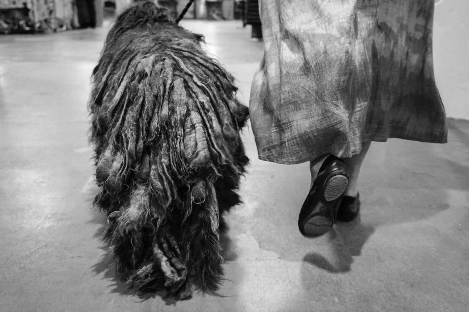 ©Valerie Jardin - dog show-4.jpg