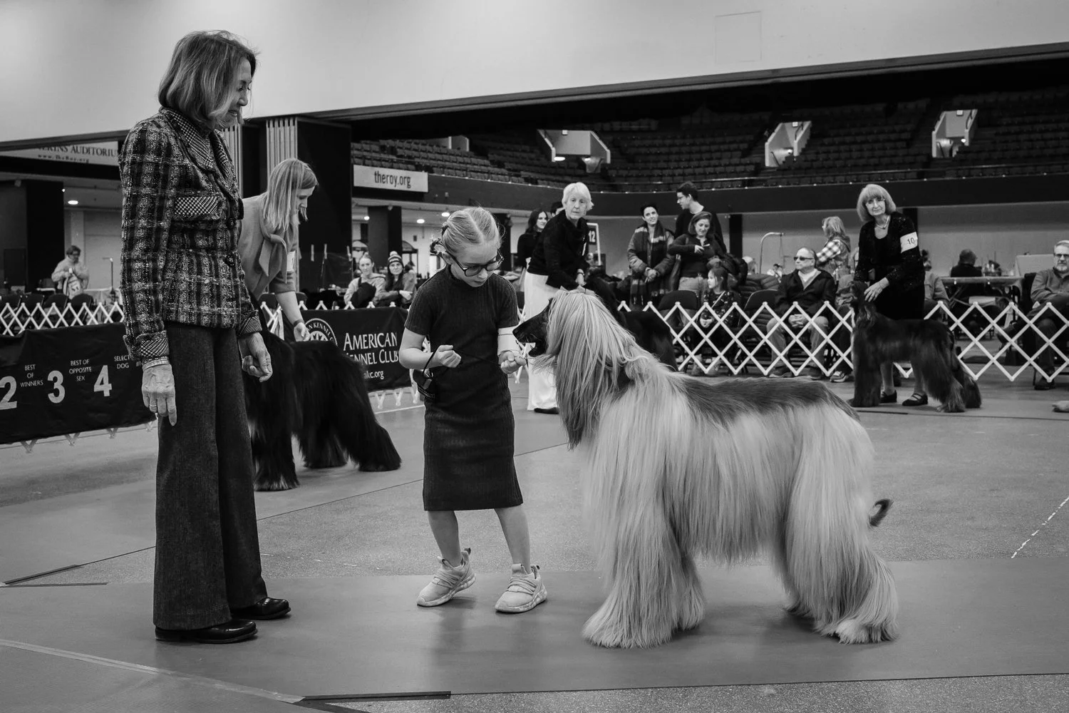 ©Valerie Jardin - dog show-5.jpg