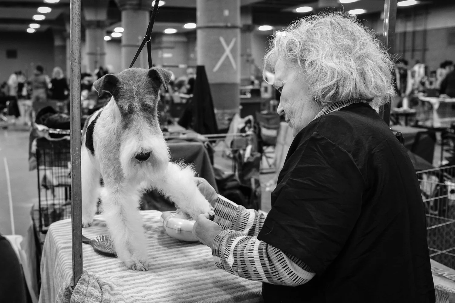 ©Valerie Jardin - dog show-7.jpg