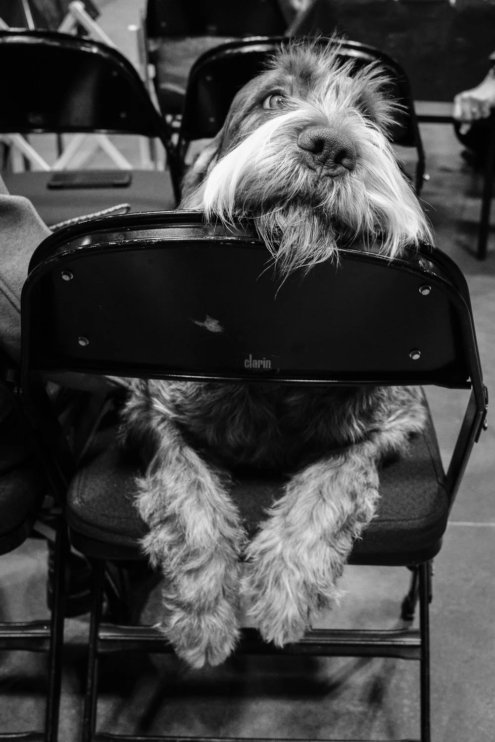 ©Valerie Jardin - dog show-9.jpg