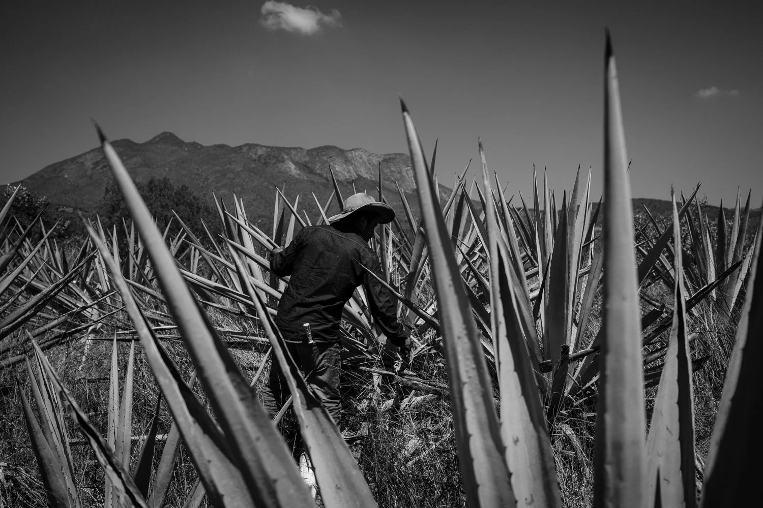 ©Valerie Jardin- Mezcal-20.jpg