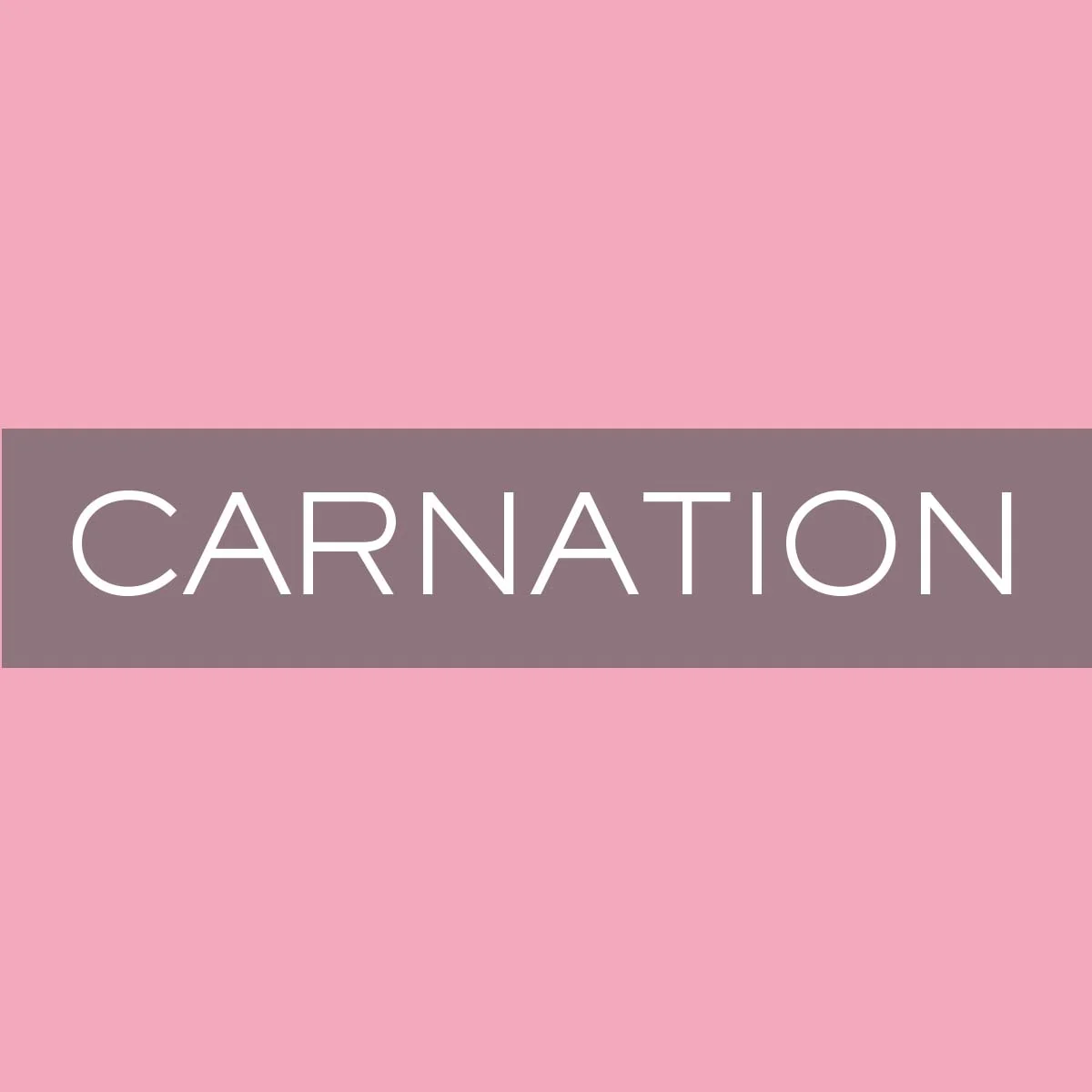 N&E_Carnation.jpg