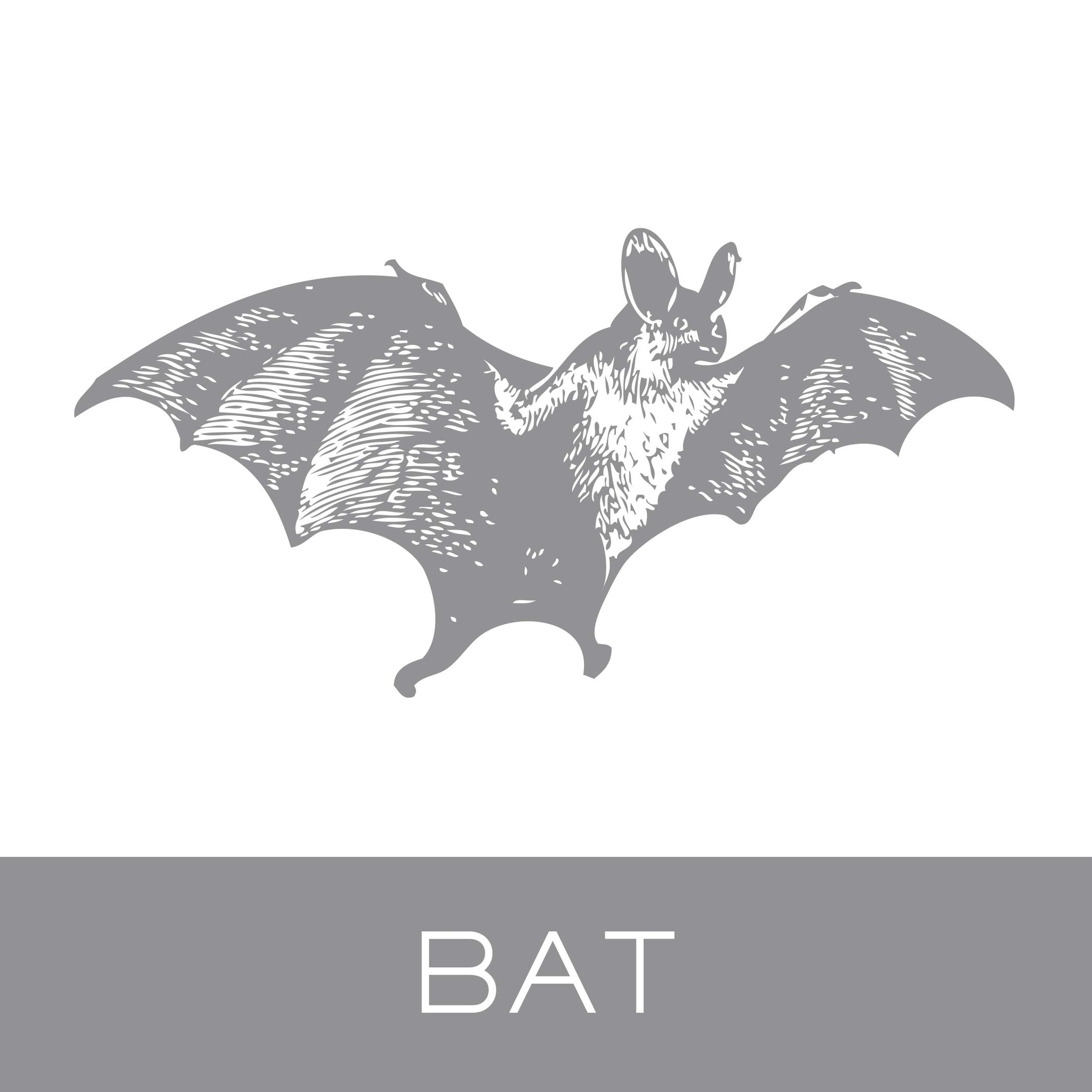 bat.jpg