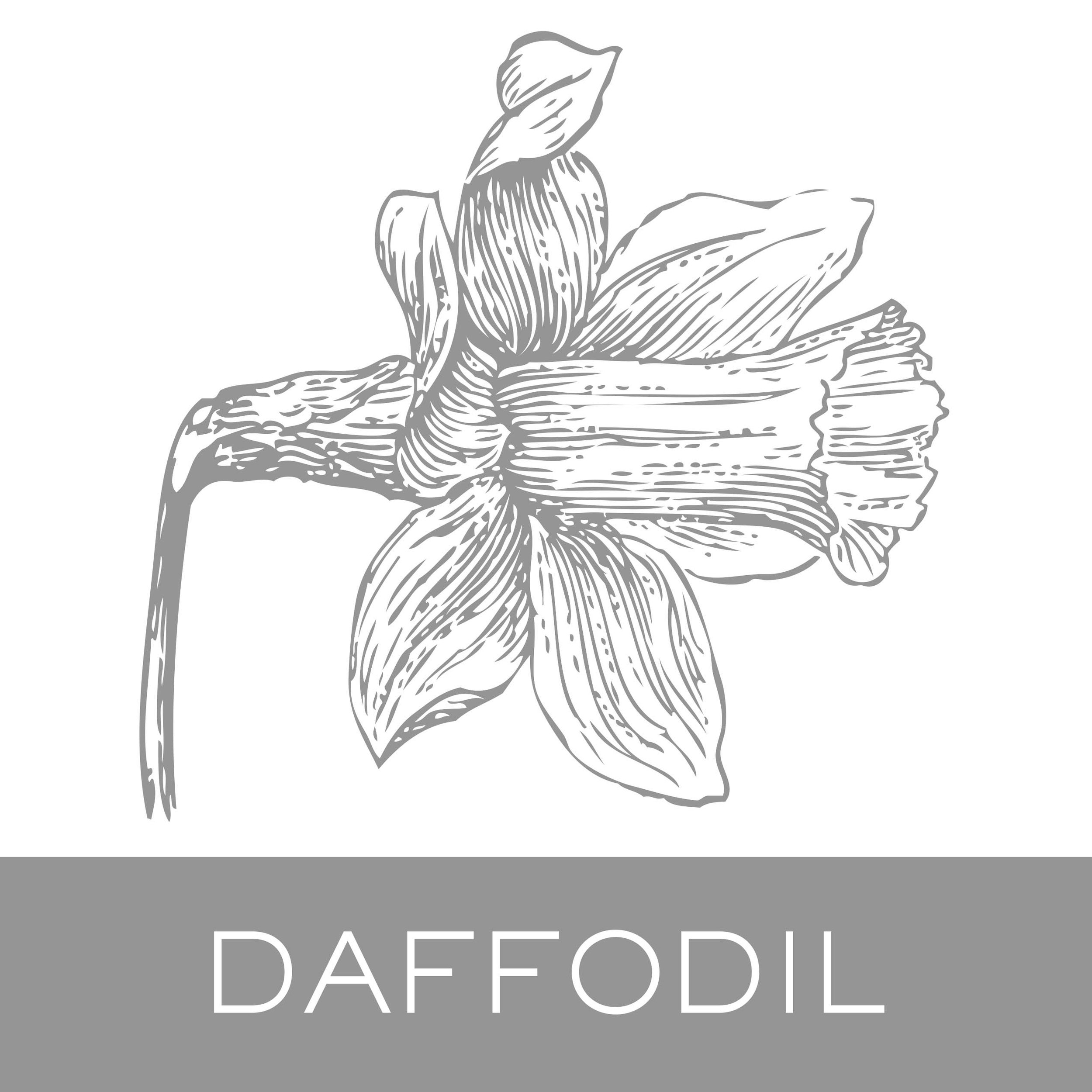 daffodil.jpg