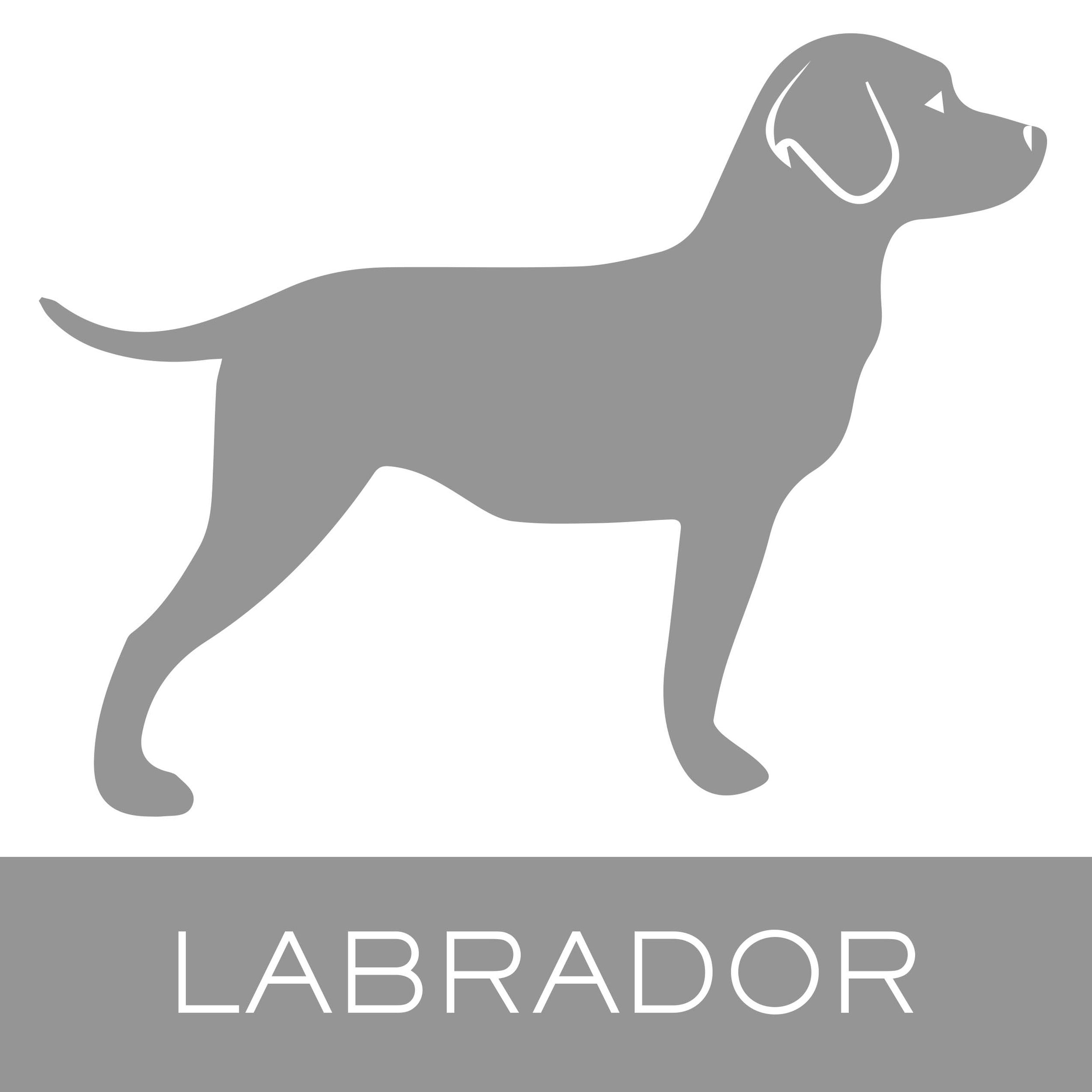 labrador.jpg