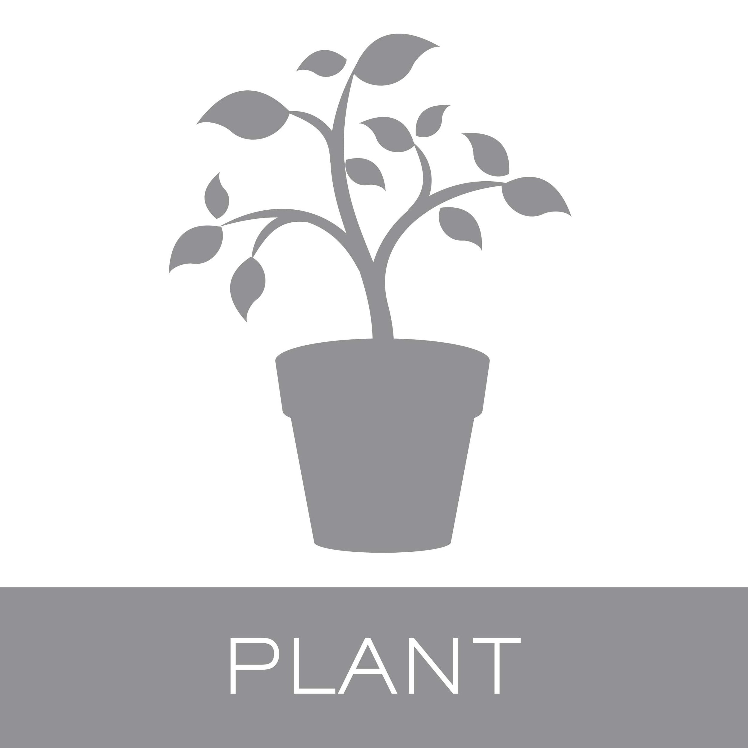 plant.jpg