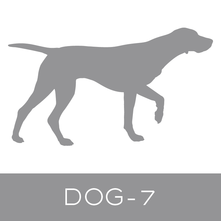 dog-7.jpg