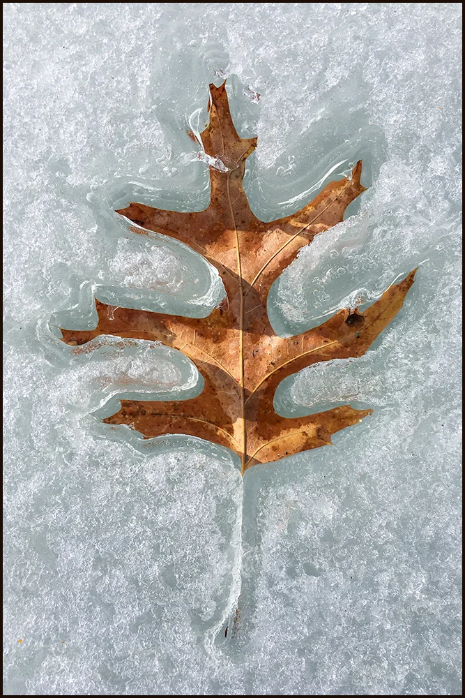 "Hot Brown Leaf on Ice" by Eric A. Zerwas