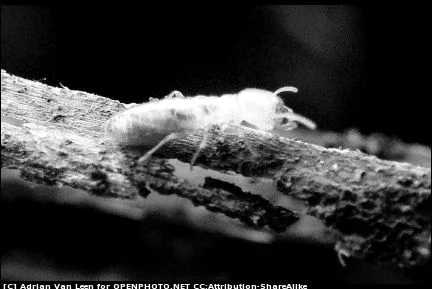 termite.jpg