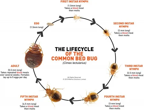 bedbug.jpg