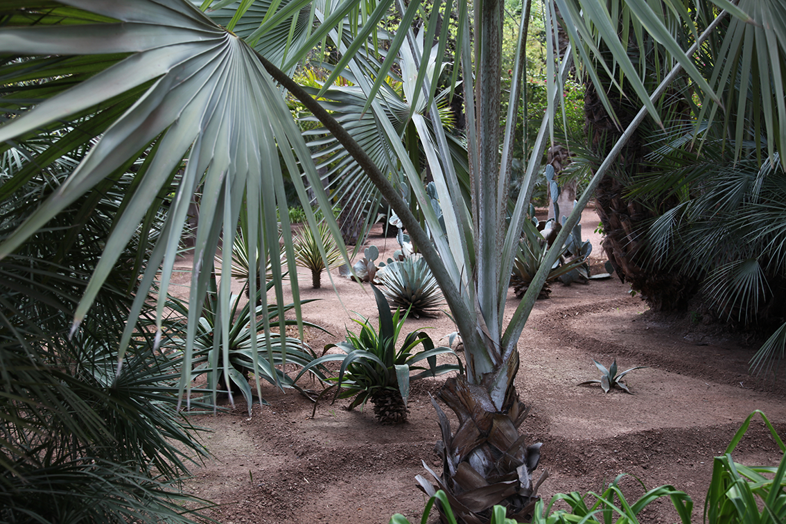   Jardin Majorelle   Click to see more in projects  