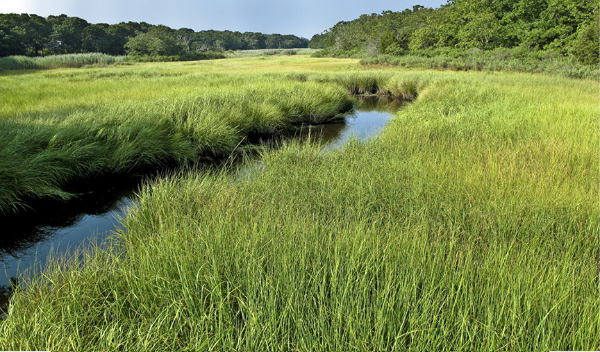 Green Grass at the Hamptons.jpg