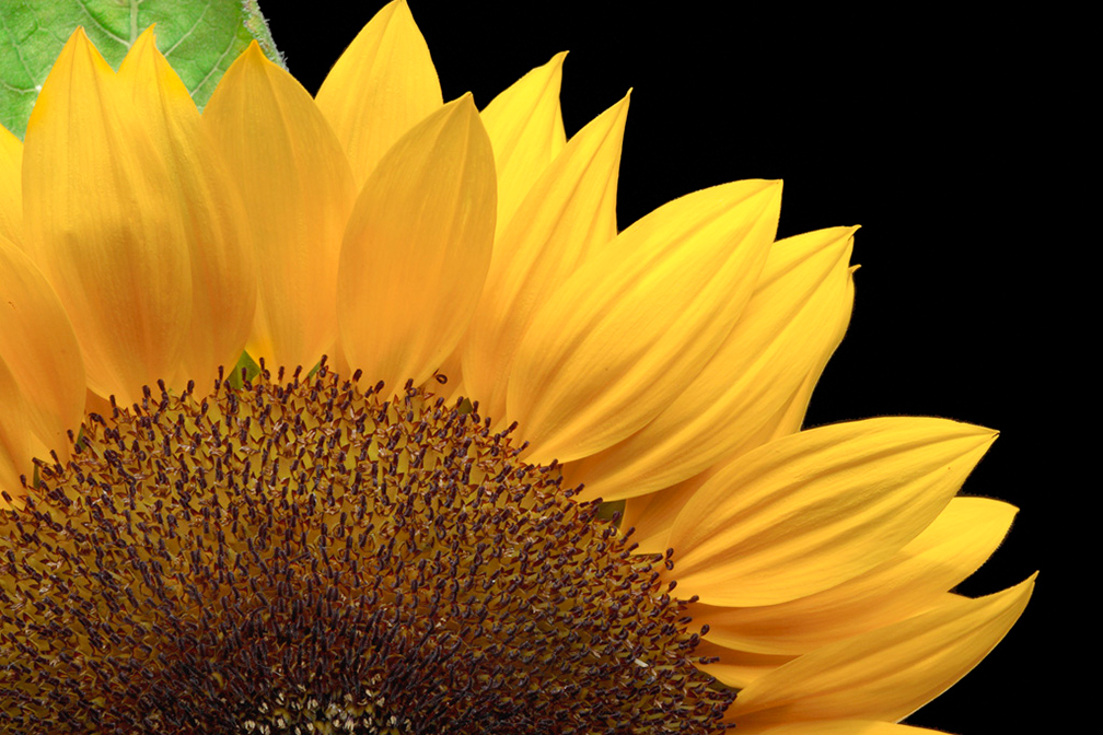 SunFlower-Macro.jpg