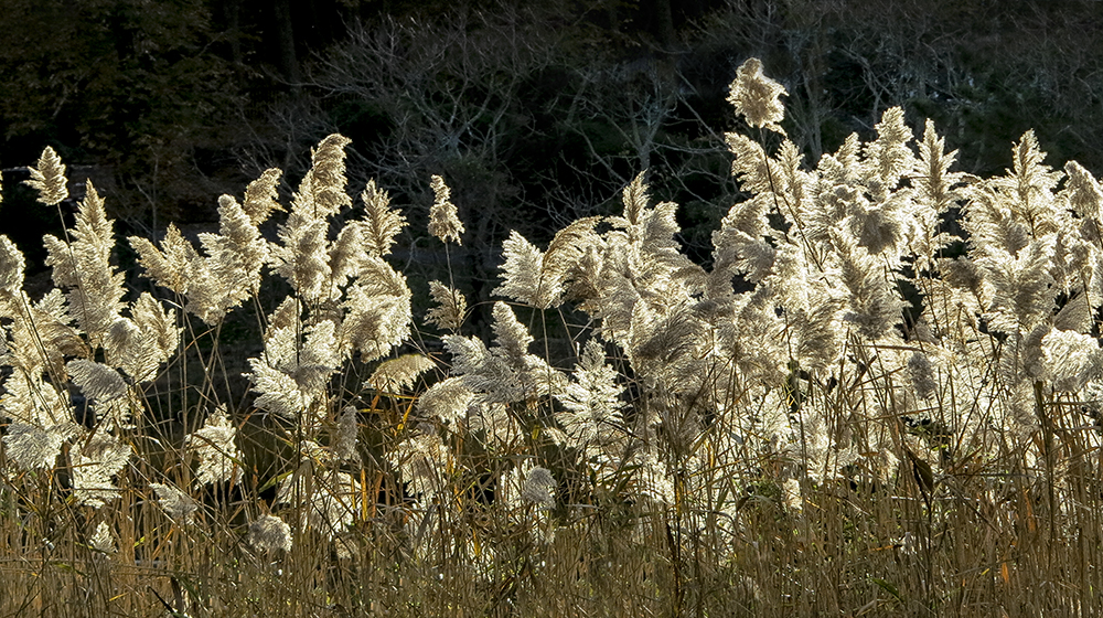 Sea Grass.jpg