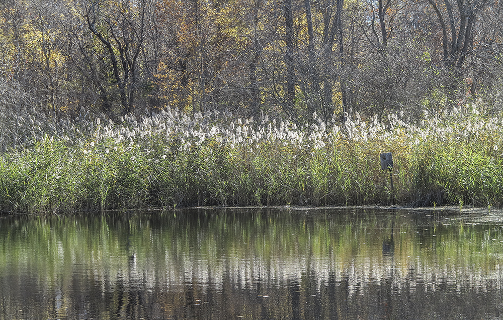 Bird Park Lake.jpg