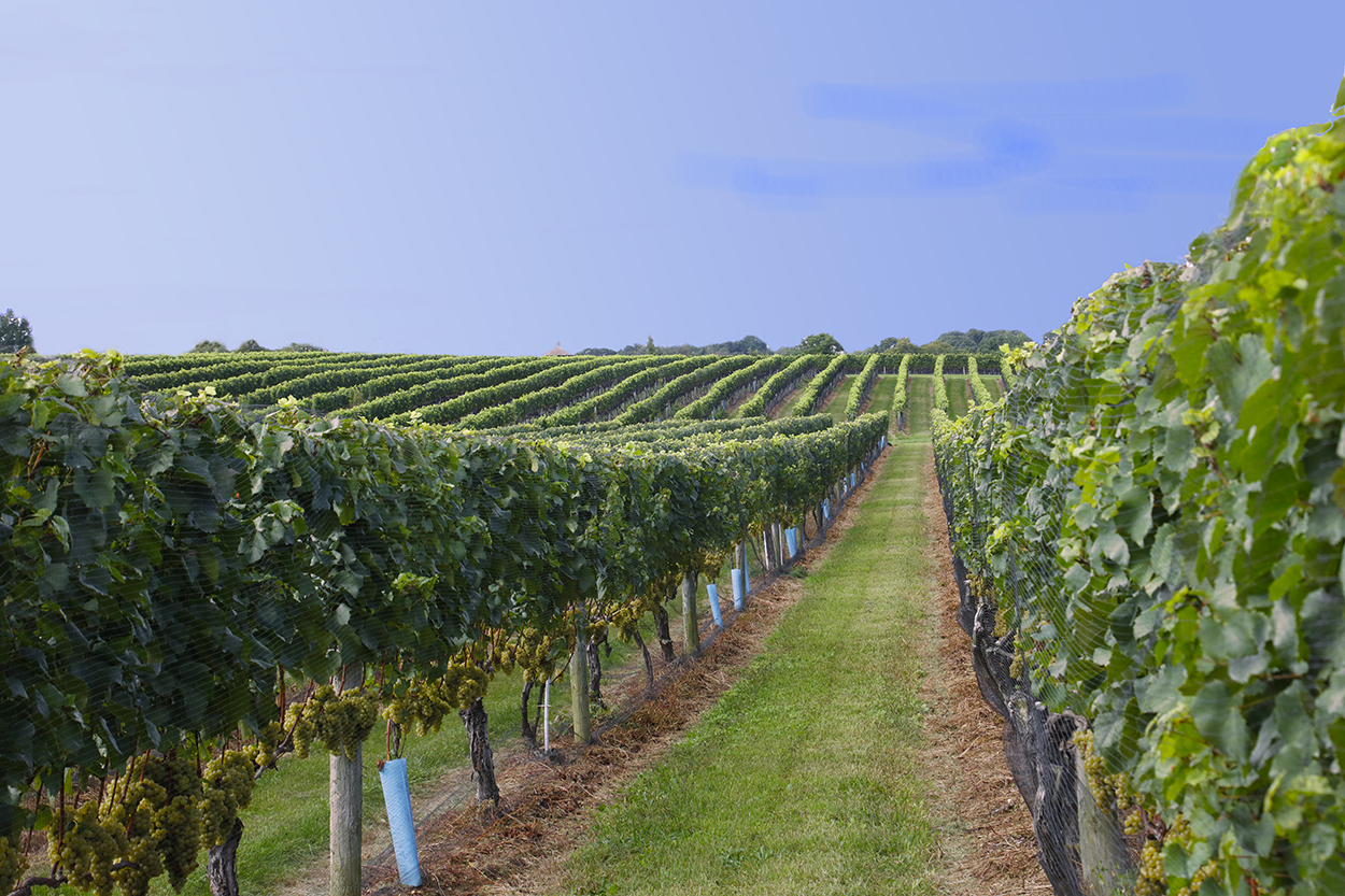 Grape Vines Winery A.jpg