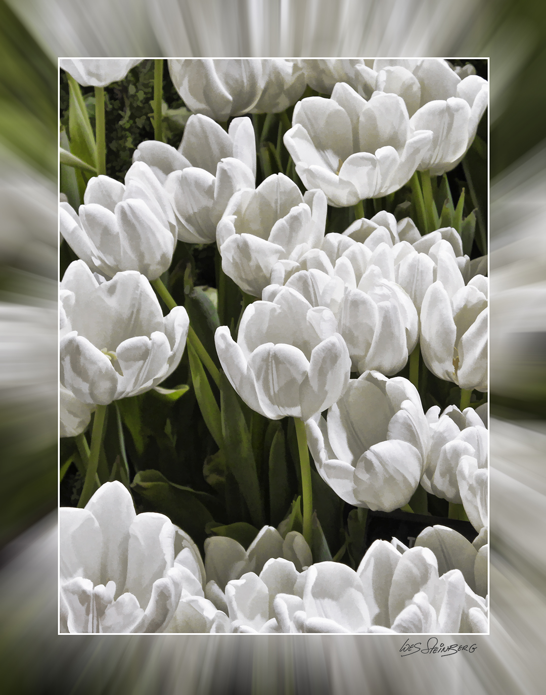 White Tulips Zoom Blurr Mat.jpg
