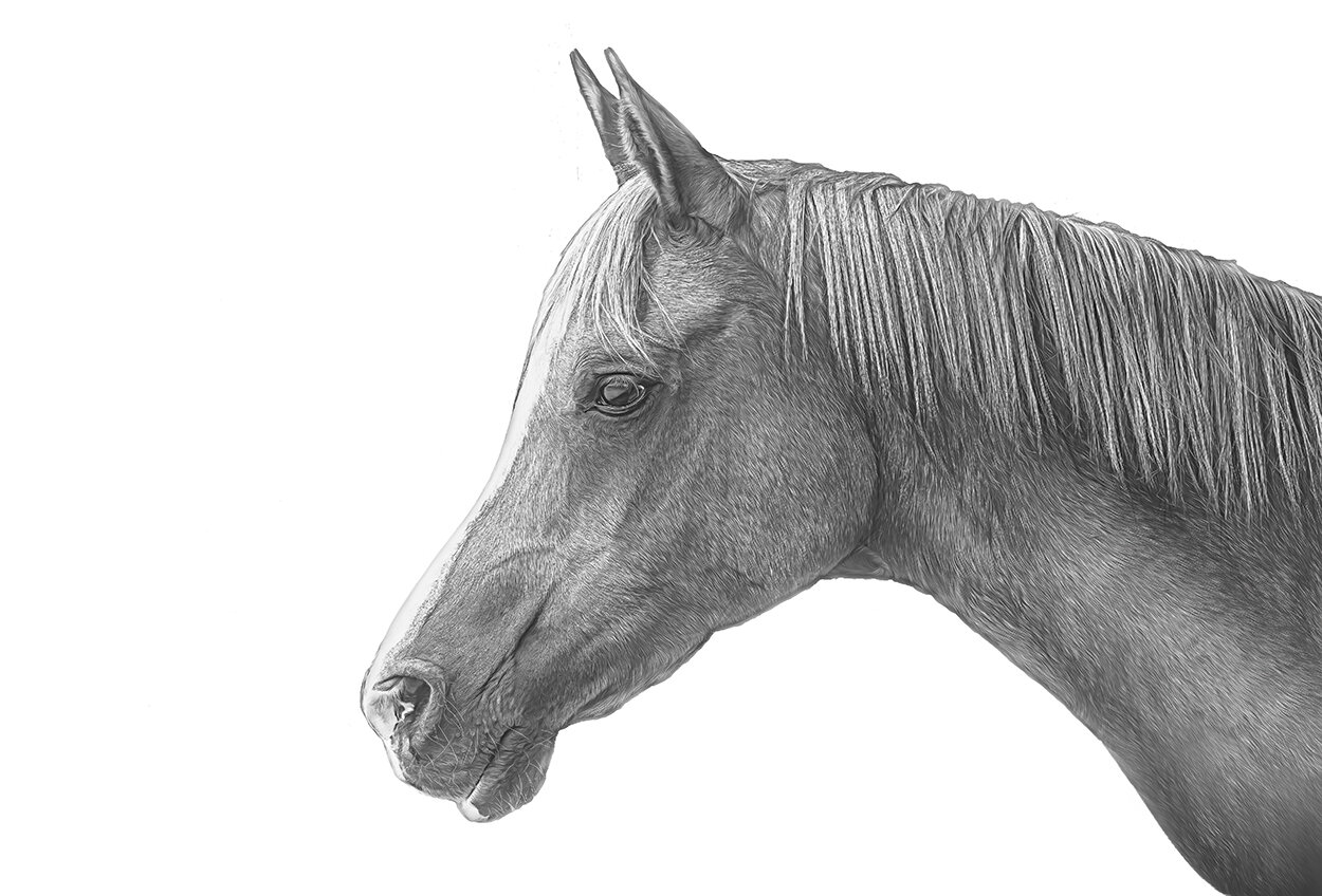 Horse Silo-B&W.jpg