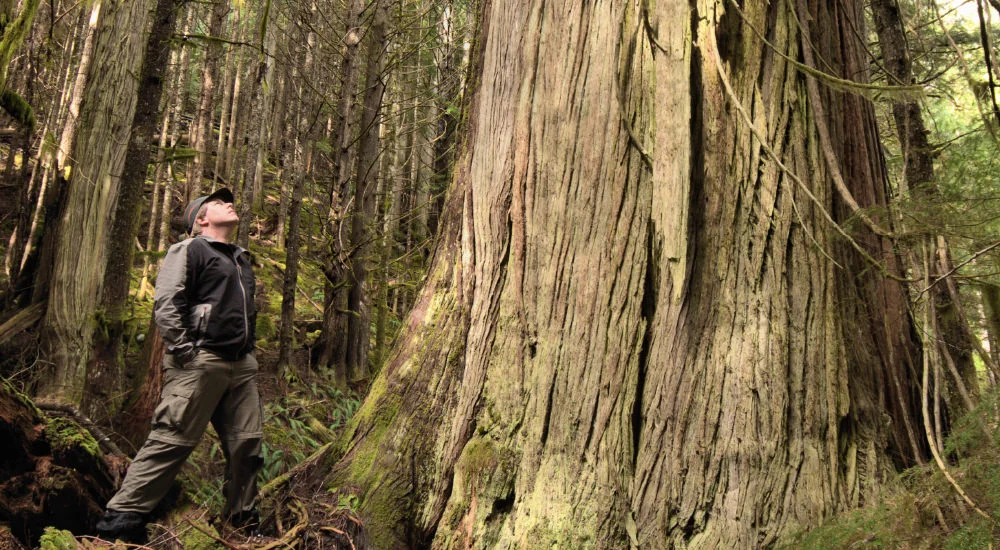 Behemot: ¿Una Cola como un Cedro?