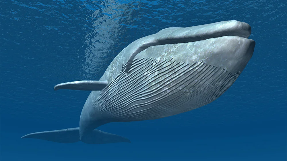 ¿Fue Jonás Tragado por un Pez o una Ballena?