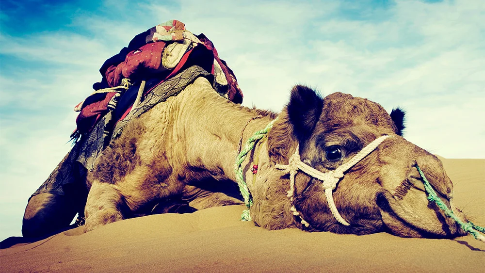 Straining Gnats and Swallowing Camels