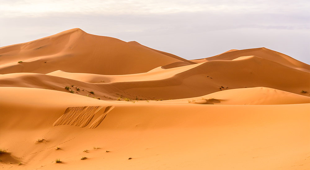 Lecciones del Desierto