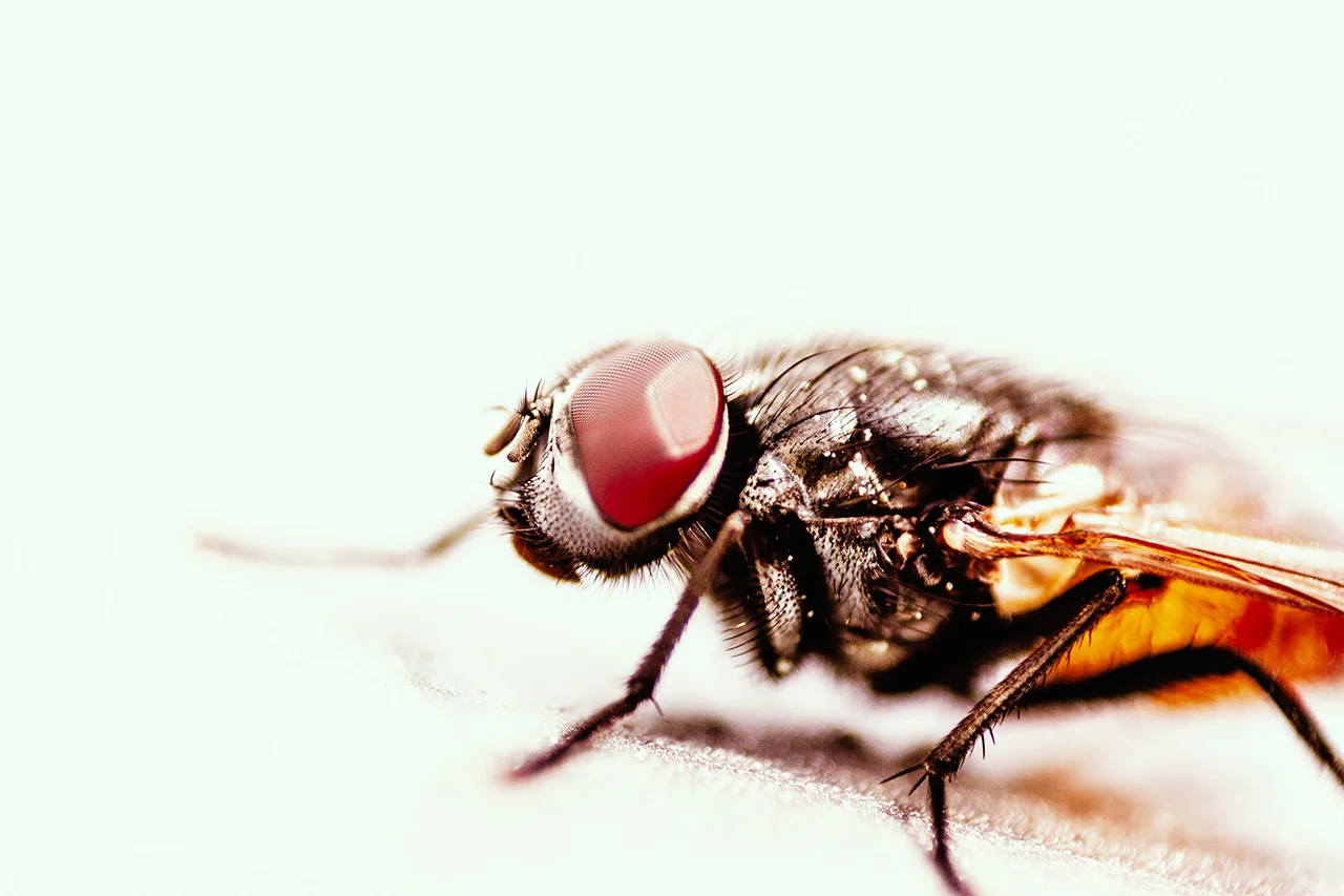 Primer Plano de Mosca