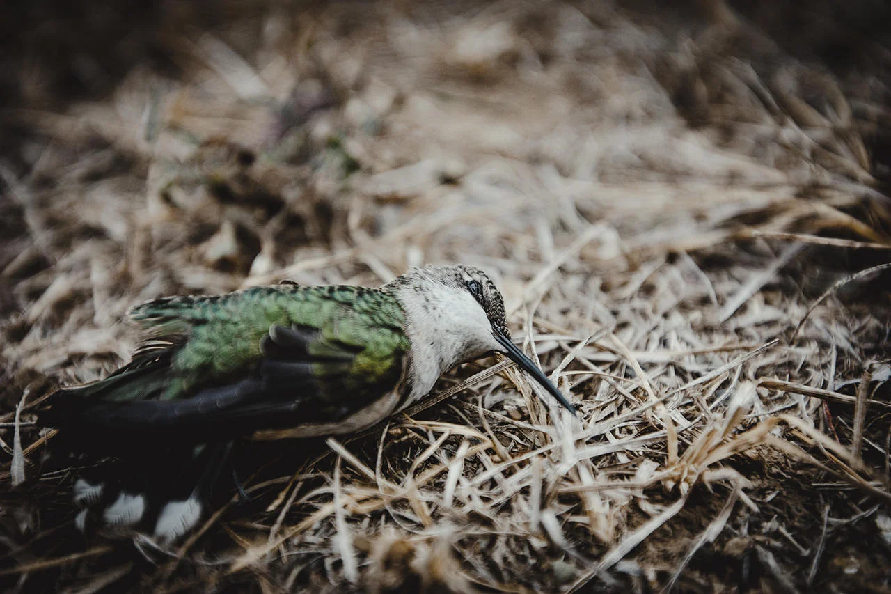 Picaflor Muerto sobre Paja
