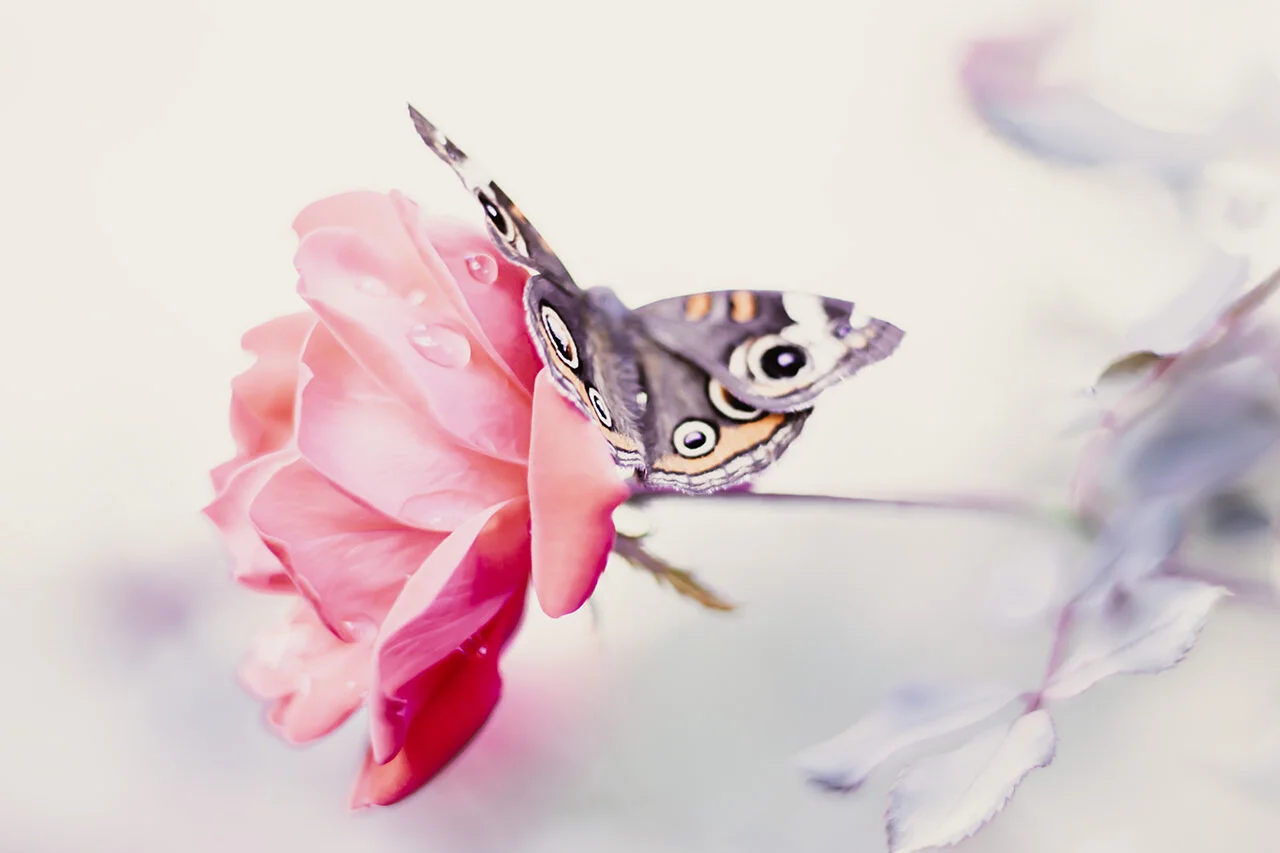 Mariposa en Rosa