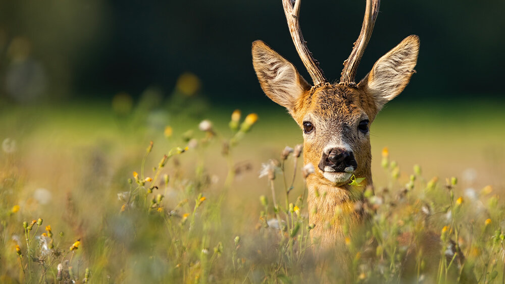 ¿Quién Mató al Venado?