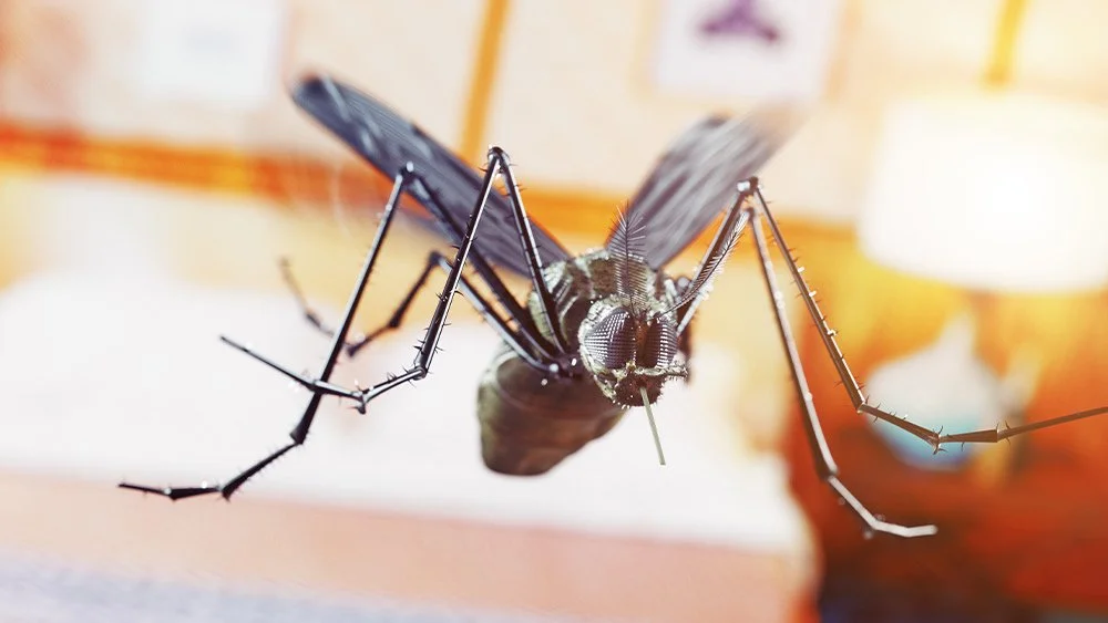 Trate de dormir con un mosquito