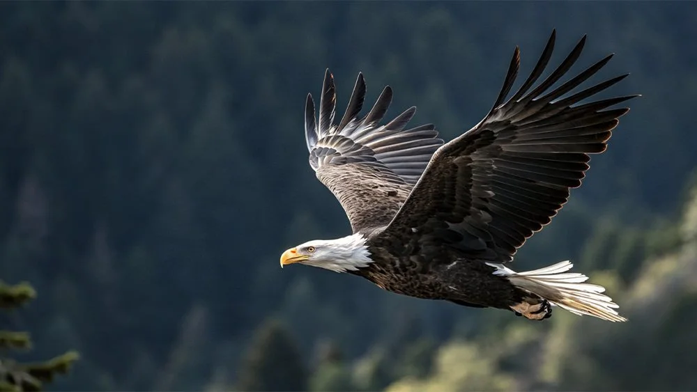 Alas como las de las águilas