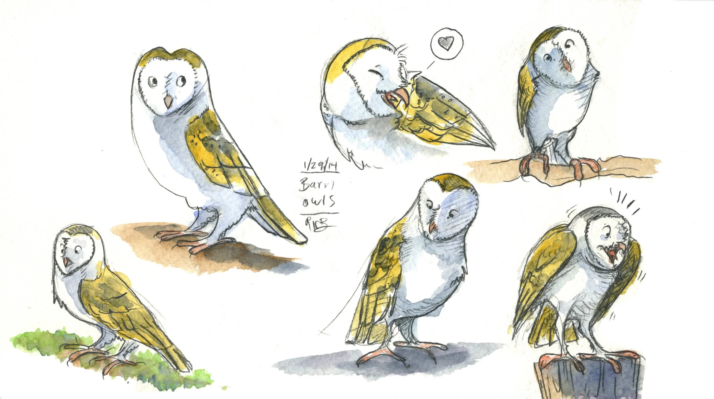 sketches_barn_owl.jpg