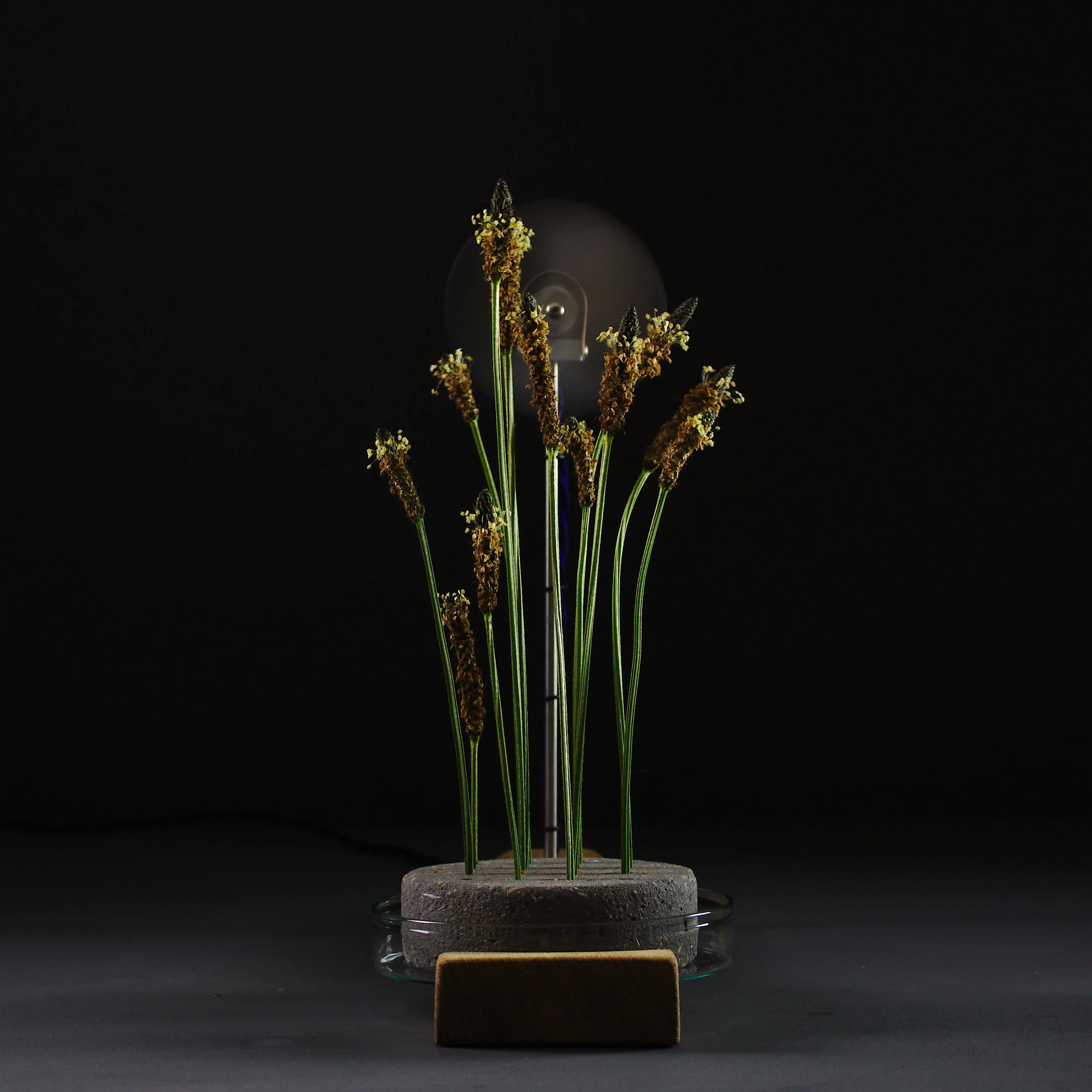 BLOTT WORKS - Breeze vase #1 - IMG_0964_1.jpg