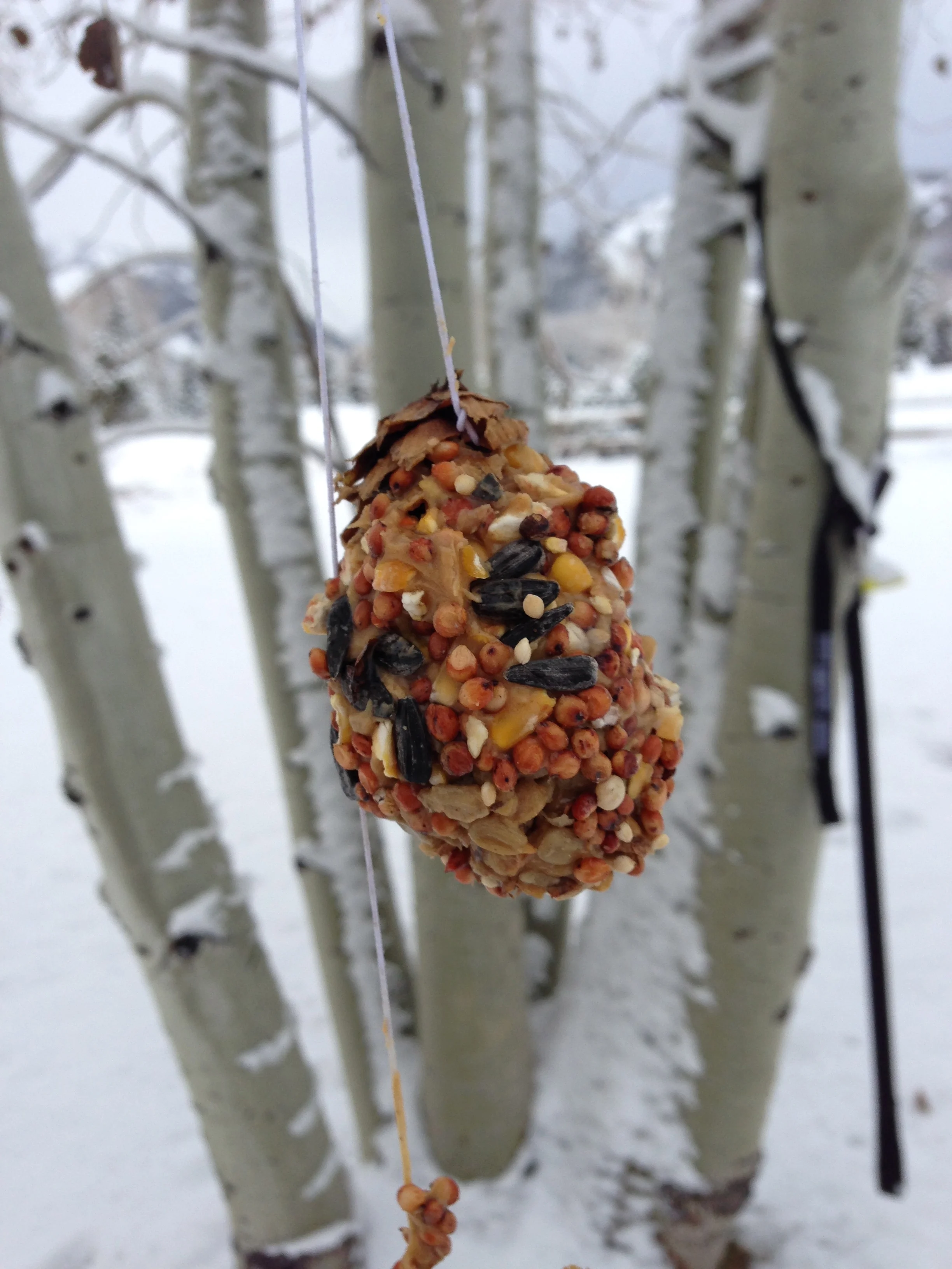 Bird Feeder FunStudents learn about the birds native to Aspen, from what they eat to the songs they sing! They then make feeders out of pinecones, peanut butter, and beads. (Materials are modified for nut allergies). Snack included!
