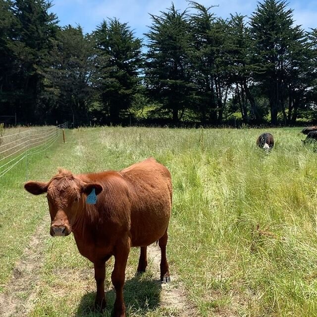 I&rsquo;ve been waiting 11 years to pair cattle with chicken. Thank you @tomkat_ranch and @leftcoastgrassfed for your grazing services. Right now they&rsquo;re behind the chickens and will eat the nutrient rich grasses fertilized by the chickens and 
