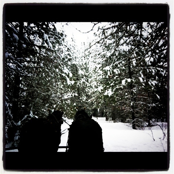 The view from our two horse open sleigh