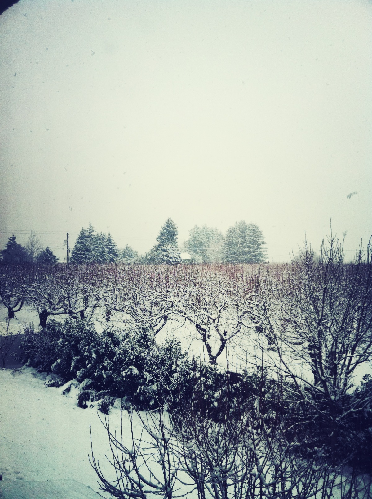 The view out of my parents’ kitchen window