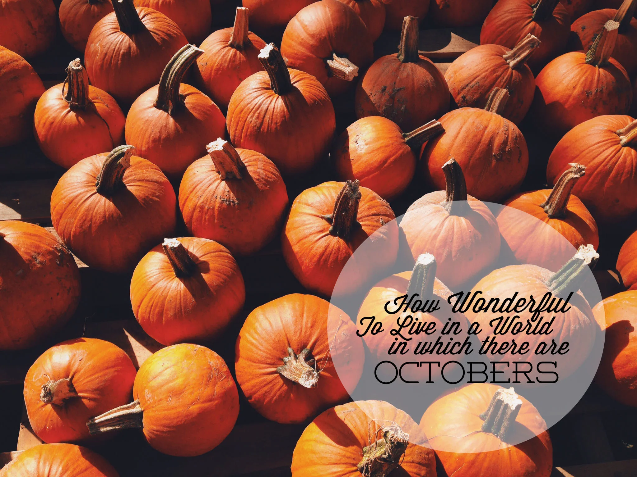 pumpkins copy.jpg