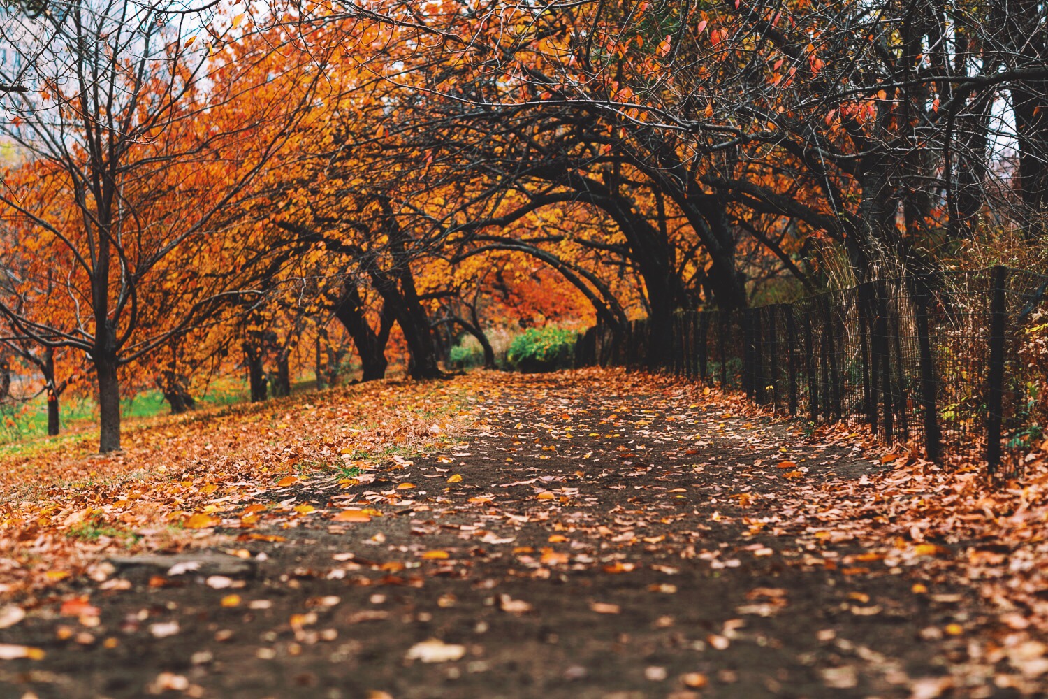 Photo of Central Park Bridle Path by Josh Kill