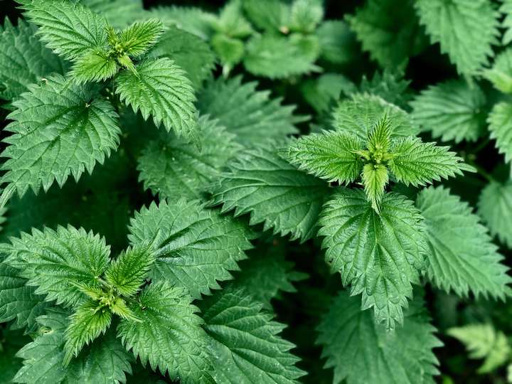 Nettles.jpg