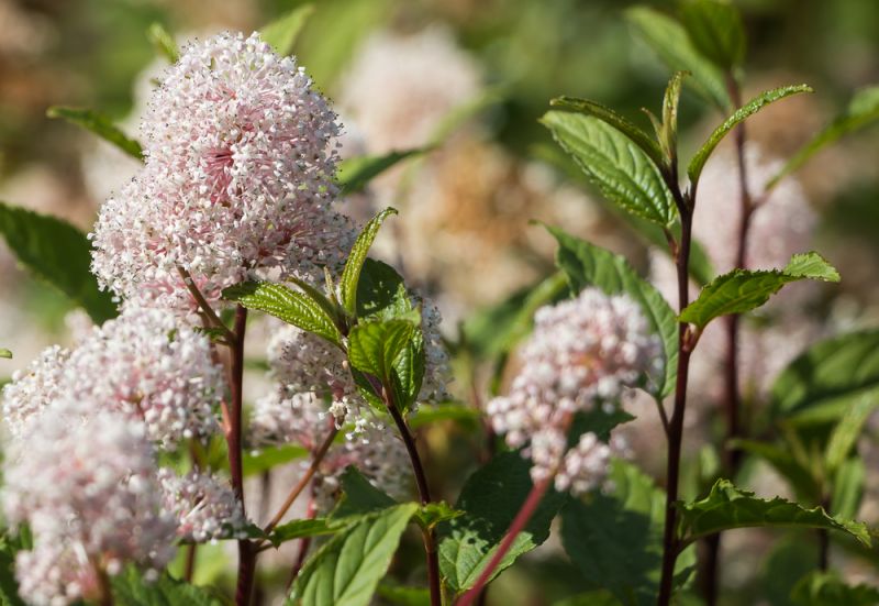 11-Benefits-of-Using-Red-Root-1.jpg