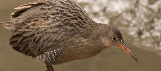 Clapper Rail - USFWS
